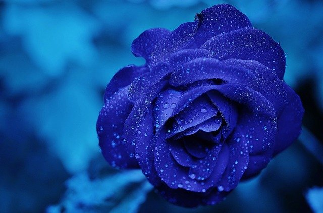 Purple Rose